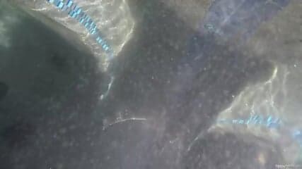 Ebony Creampie